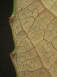 Salix magnifica. Leaf margin.
 Image: D. Glenny © Landcare Research 2020 CC BY 4.0